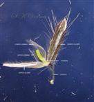  Pedicelled Spikelet (Opened)